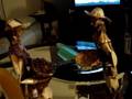 videos de the two borachos