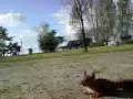 ekorre 2