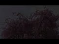 Canon iVIS HF S21 / The droop cherry blossoms/di Tomioka Gunma