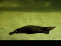Let's go swimming with the Ornitorrinco (Platypus) at the Sydney Aquarium !
