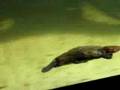 Platypus = Ornitorrinco