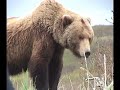 Getting close to Brown Bears