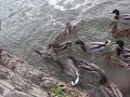 Duckieeeees Duckieeeees