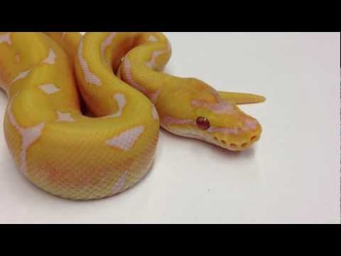 YouTube reptile video