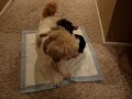 nuggy & oliver