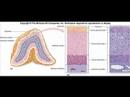 Endocrine System Endocrine System