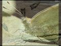 Requiem For Lepidoptera Requiem For Lepidoptera