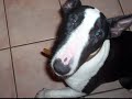 bandit the bull terrier