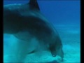 Planeta azul, mareas vivas parte 4 de 5