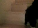 teaching Ninja to go down stairs
