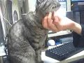 A gray cat tried to invite a calico cat, in vain. A gray cat tried to invite a calico cat, in vain.