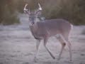 Ozona Hunting Trip 1-20-08