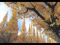 Can��o: Mais um Dia Feliz - BSGI (Photos Daisaku Ikeda)