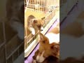 Click here to watch this video Corgi EMO柯基Emo管不動飛行小瓦斯筒