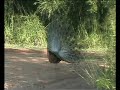 Wild Peacock
