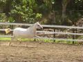 LOLA, MARE, ARRIETA FRIESIANS