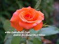 fikret-sebas-zorunam-gitti-garda.html