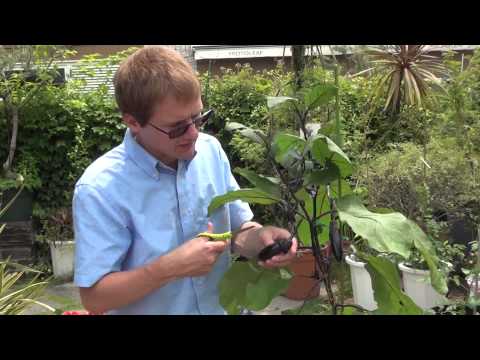 how to fertilize eggplant