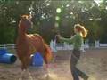 Horsemanship