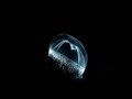 master blaster deep sea