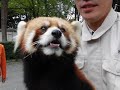 ワーキングレッサーパンダ　ロン！②