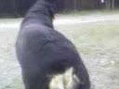 rotveiler