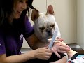 ?????????????????????????? [French bulldog, MIRCO  /?Mirco wants to help mam]