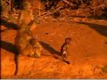 Baboon Baby Kidnapped