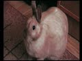 Kot kradnie jedzenie kr�likowi || Cat steals rabbit\