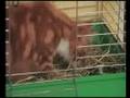 Kot kradnie jedzenie królikowi || Cat steals rabbit's food