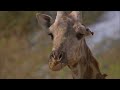 Bird eat giraffe alive Bird eat giraffe alive