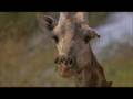 Bird eat giraffe alive