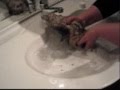 Comment laver un furet?