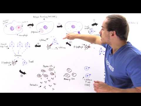 how to control lymphocytes count