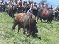 Wallis Valais - Le Pays Où Les Vaches Sont Reines
