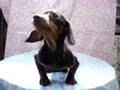 videos de NO.0003　ミニチュアダックス子犬産まれました。【とりはら犬舎】