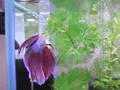 Betta　イリスの楽しみ