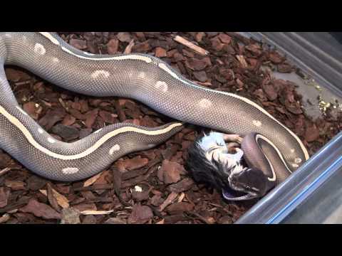YouTube reptile video