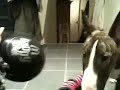 English bull terrier plays with balloon