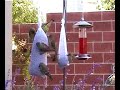 My Fine Feathered Friends My Fine Feathered Friends