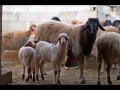 Click here to watch this video Il B&B del Salento www.ilgranellodisenape.it