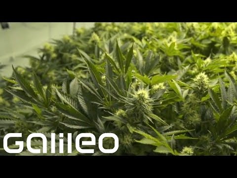 marihuana - Galileo im Web: http://bit.ly/p7galileo Galileo auf Facebook: https://www.facebook.com/Galileo --------------------------------------------------------------...
