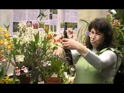 how to transplant cymbidium orchids
