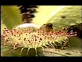 Fruit Fly Landed On My Drosera adelae Fruit Fly Landed On My Drosera adelae