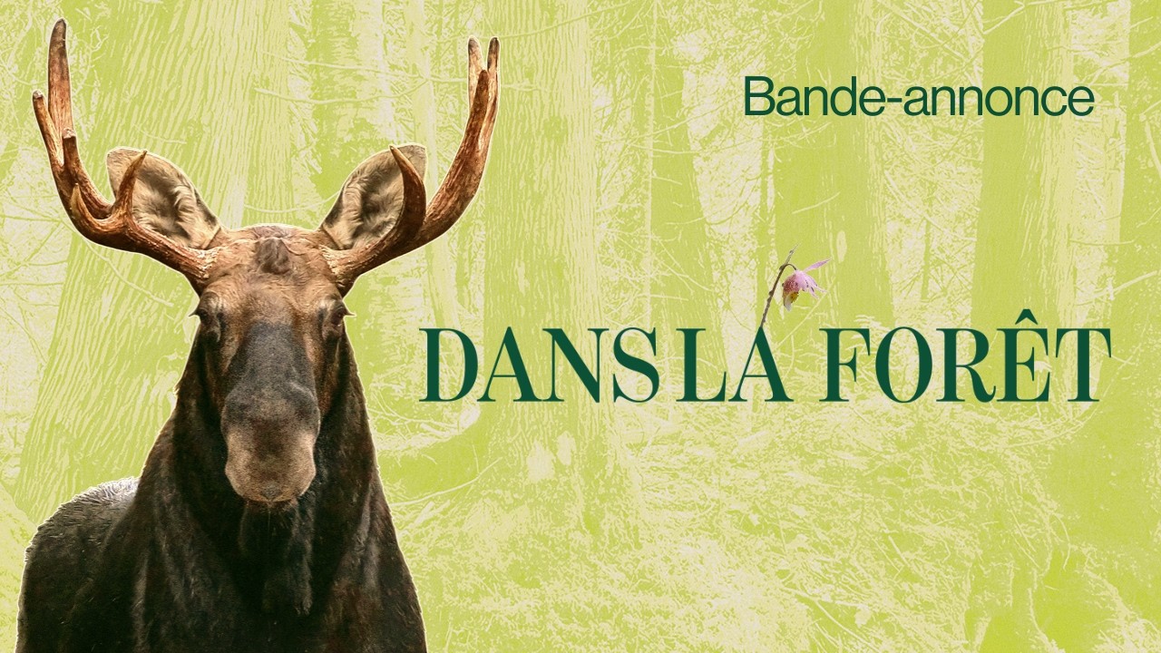 Bande annonce