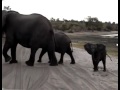 Tierno bebé elefante estornuda frente a turistas