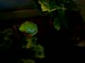videos de Hoppy Fiji!