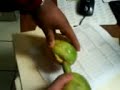 maNgOs caLiENtEs!! maNgOs caLiENtEs!!