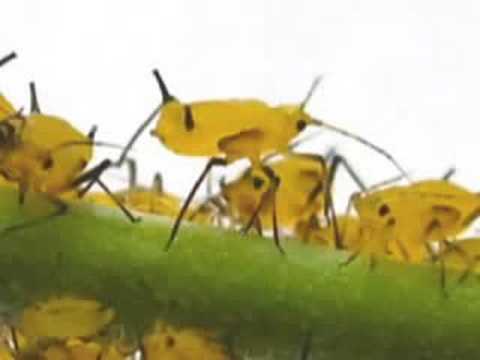 how to control oleander aphids