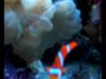 Hello Little Fishy